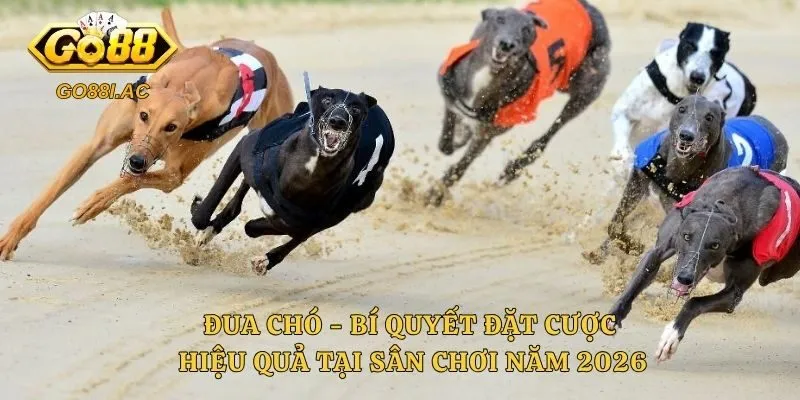 Đua Chó - Bí Quyết Đặt Cược Hiệu Quả Tại Sân Chơi Năm 2026 1 Đua Chó - Bí Quyết Đặt Cược Hiệu Quả Tại Sân Chơi Năm 2026