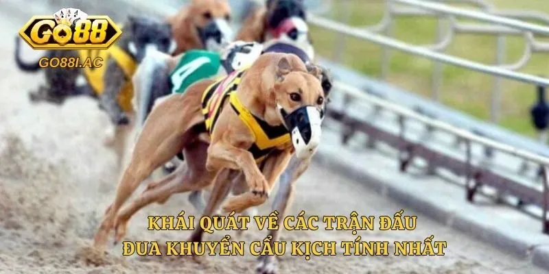 Đua Chó - Bí Quyết Đặt Cược Hiệu Quả Tại Sân Chơi Năm 2026 2 Khái quát về các trận đấu đua khuyển cẩu kịch tính nhất