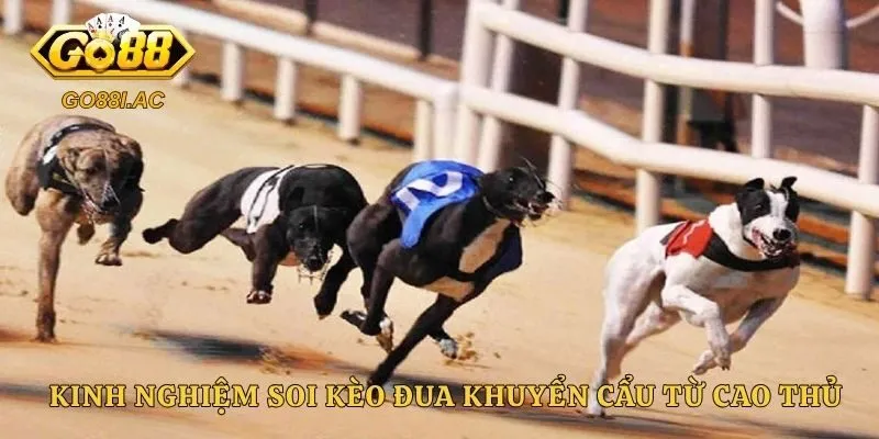 Đua Chó - Bí Quyết Đặt Cược Hiệu Quả Tại Sân Chơi Năm 2026 5 Kinh nghiệm soi kèo đua khuyển cẩu từ cao thủ