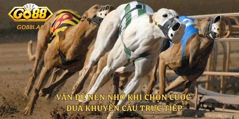Đua Chó - Bí Quyết Đặt Cược Hiệu Quả Tại Sân Chơi Năm 2026 6 Vấn đề nên nhớ khi chọn cược đua khuyển cẩu trực tiếp